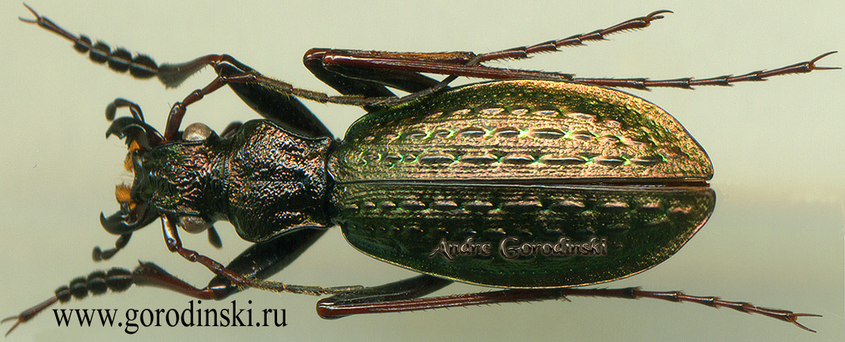 http://www.gorodinski.ru/carabus/Neoplesius draco.jpg